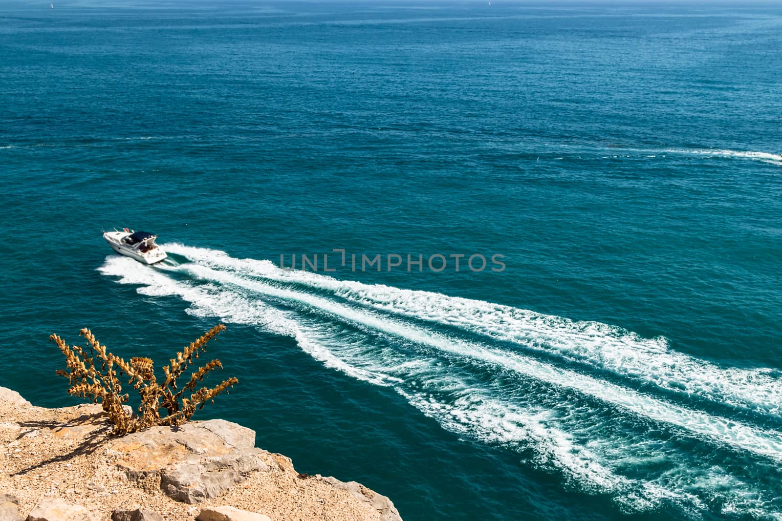 Plant on the coast cliff with the sea in the background. Horizontal image.