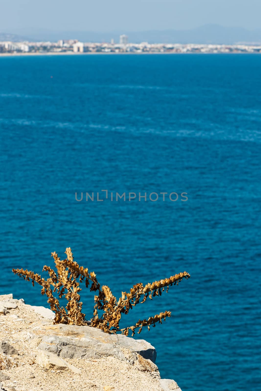 Plant on the coast cliff with the sea in the background. Vertical image.