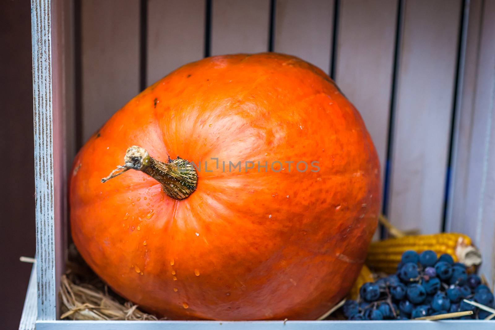 ripe pumpkin on the counter at the fair
