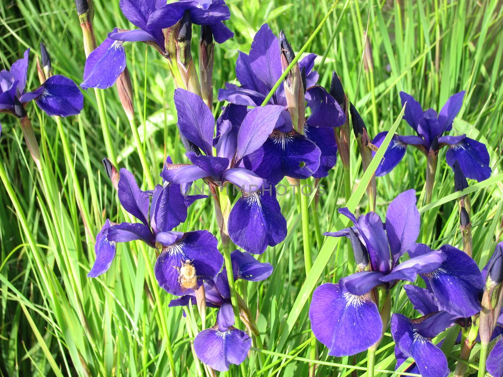  Group of wild Iris flowers beside a pond