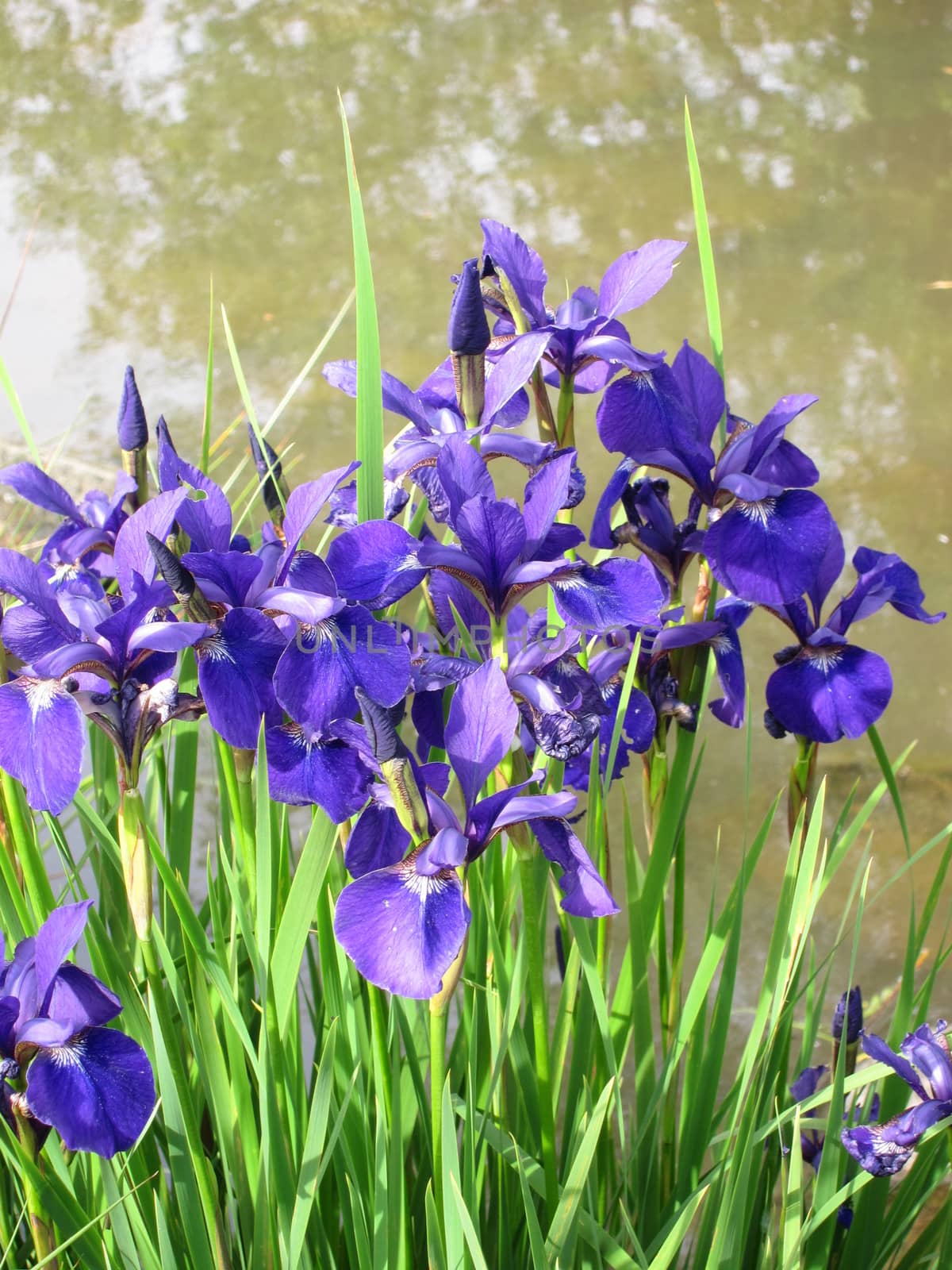  Group of wild Iris flowers beside a pond