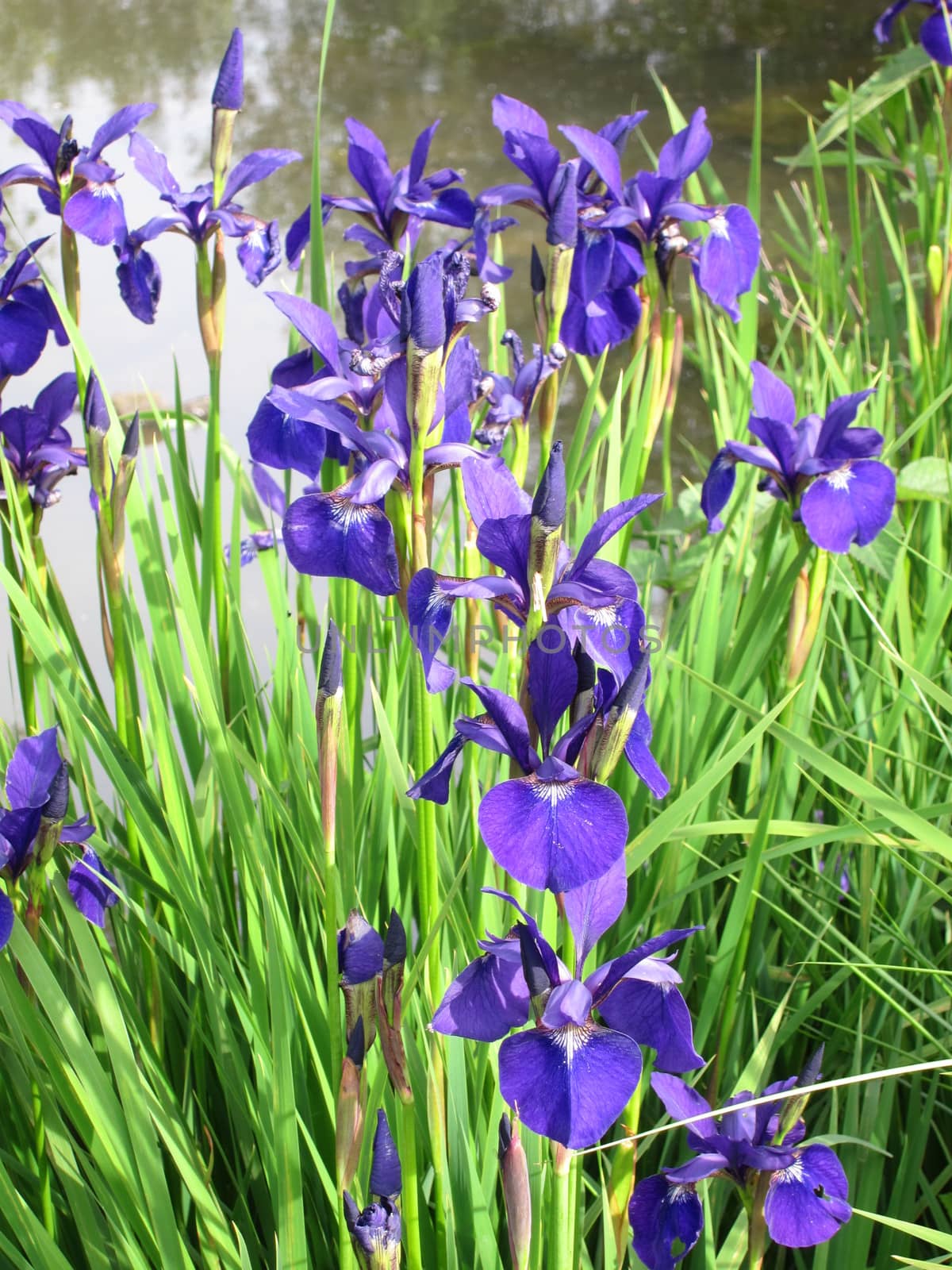  Group of wild Iris flowers beside a pond