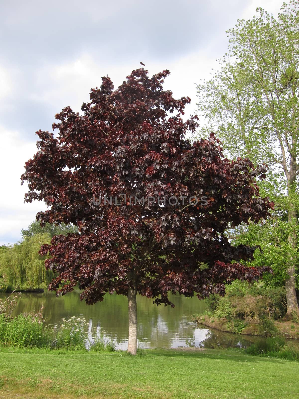 red tree beside a pond