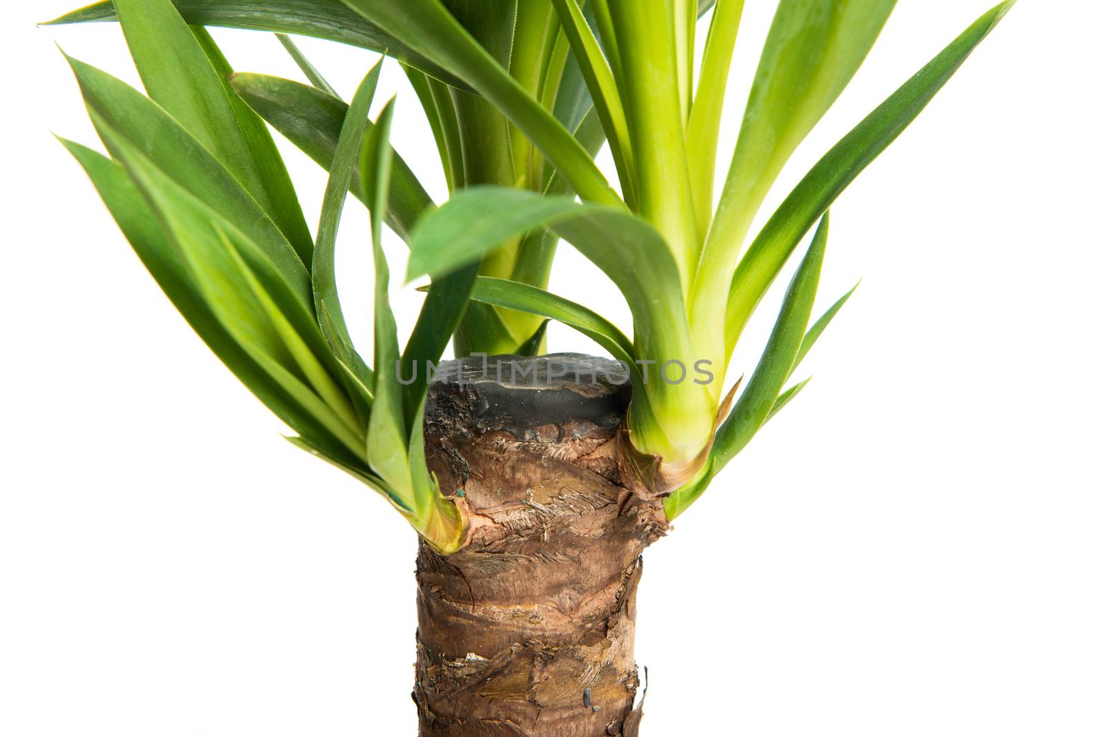 Houseplant Yucca A potted plant isolated on white background