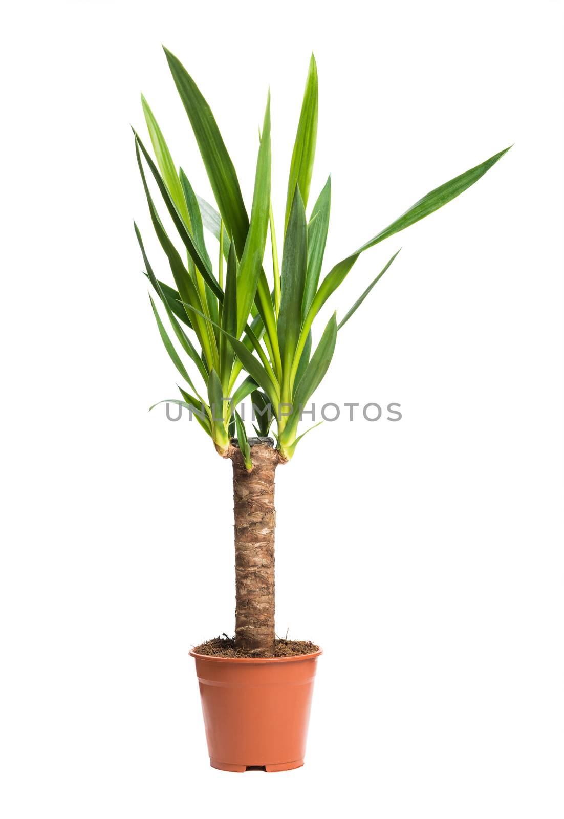 Houseplant Yucca A potted plant isolated on white background by Draw05