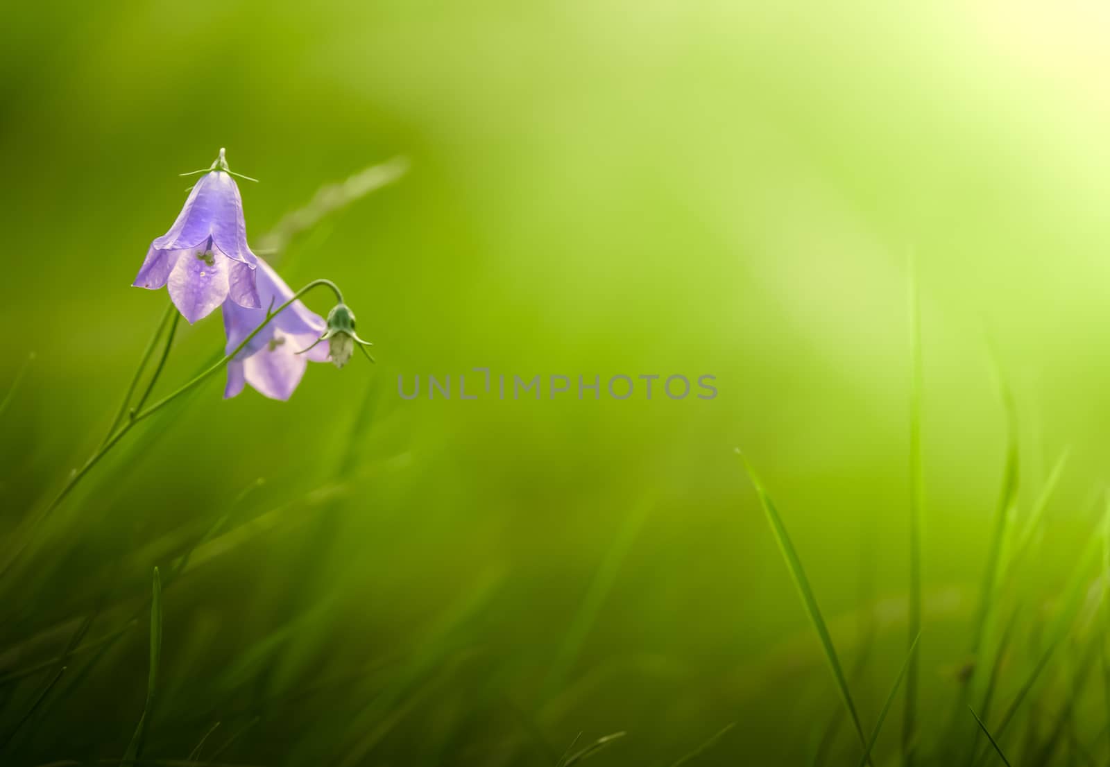 Beautiful Bluebell (Harebell) Flowers With Soft Focus Sunlit Grassy Background With Copyspace