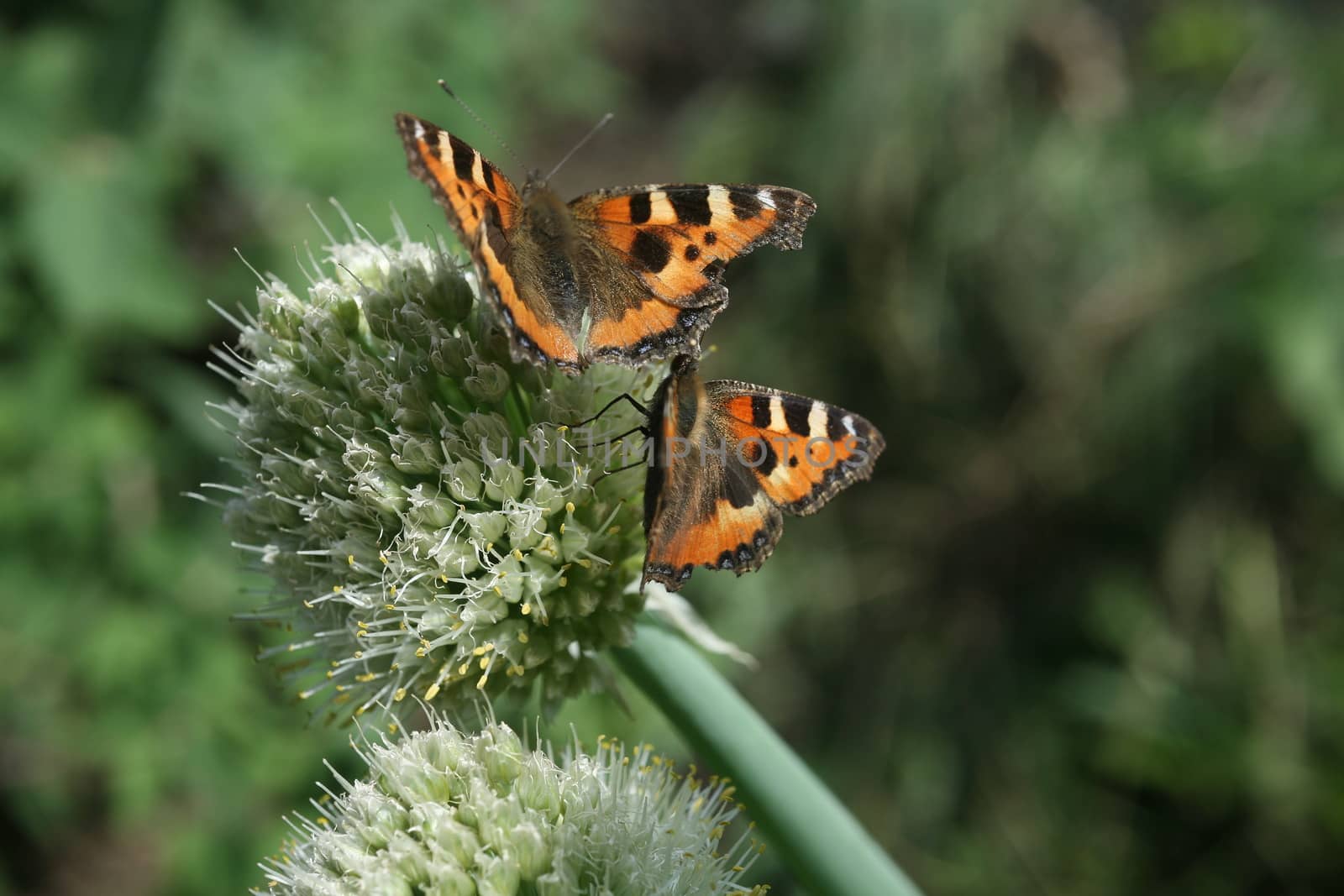 two butterfly rash on the flowered allium by valerypetr