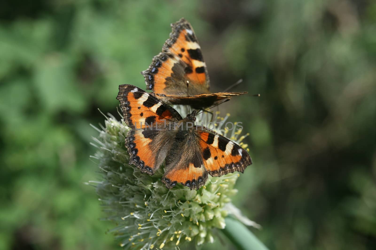 two butterfly rash on the flowered allium by valerypetr