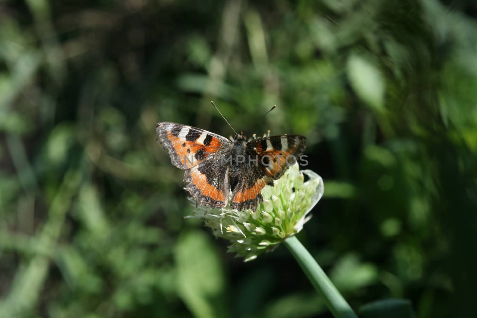 butterfly rash on the flowered allium in sunny day