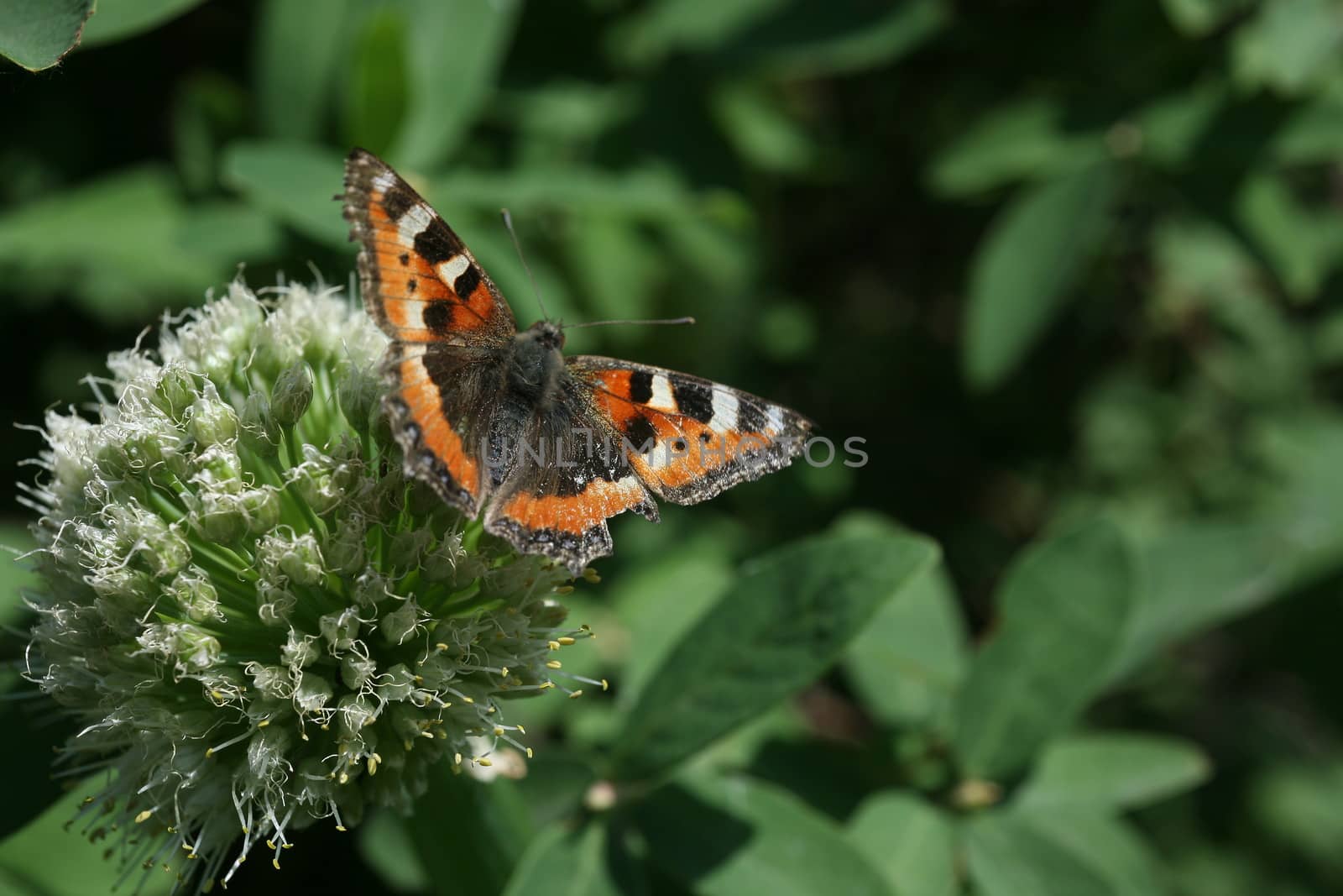 butterfly rash on the flowered allium by valerypetr