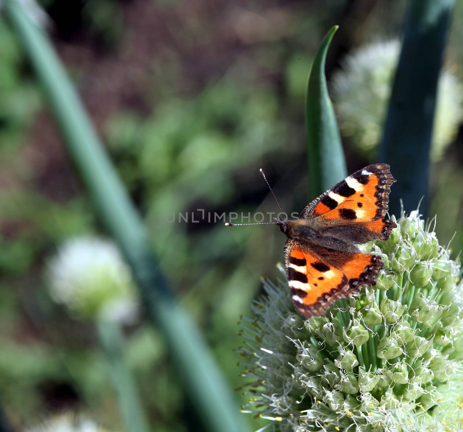 butterfly rash on the flowered allium by valerypetr