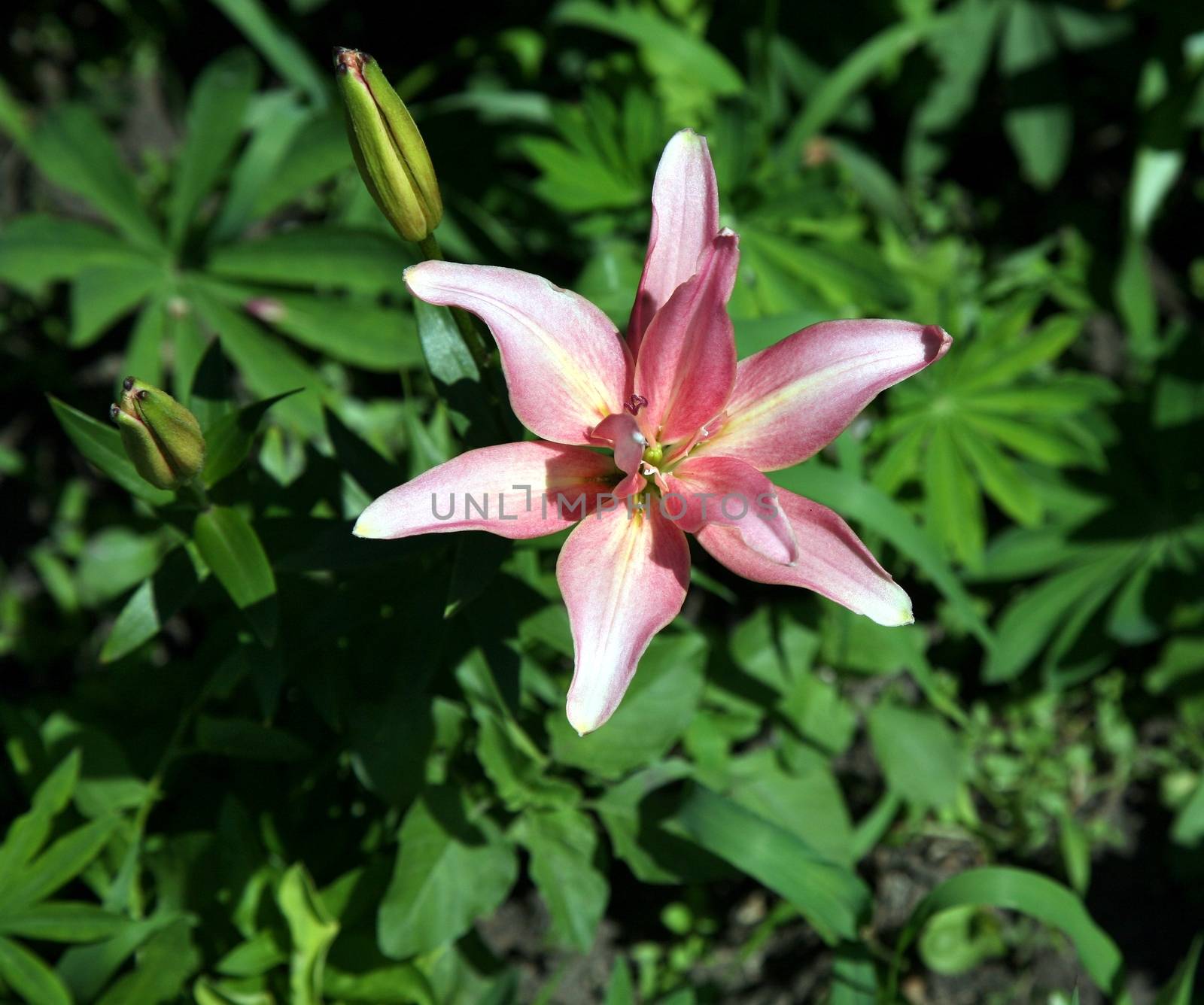 Macro from above of pink flower head among green grass