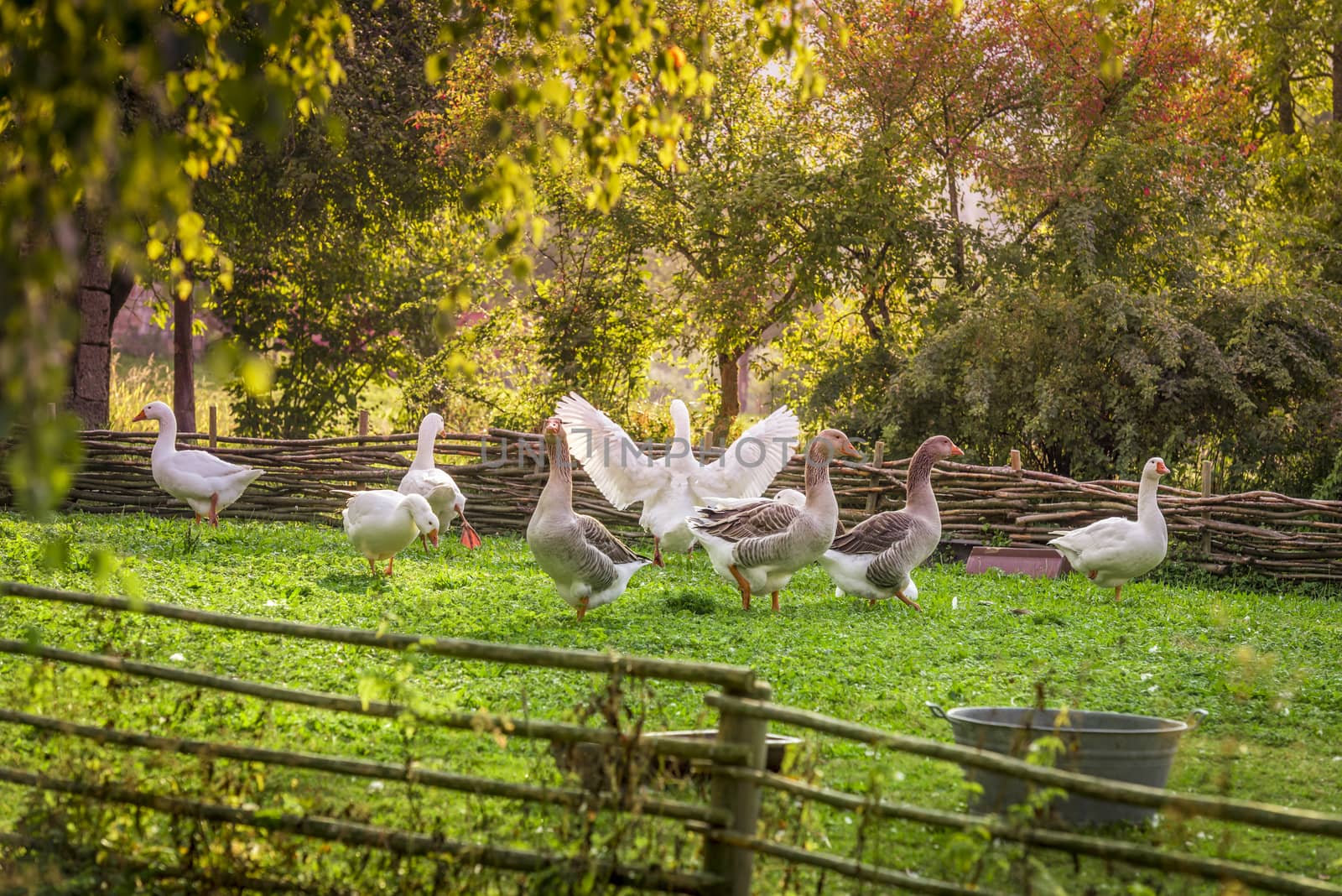 Group of geese at a small german bird farm, in a summer decor with green grass and trees, surrounded by a wattled fence