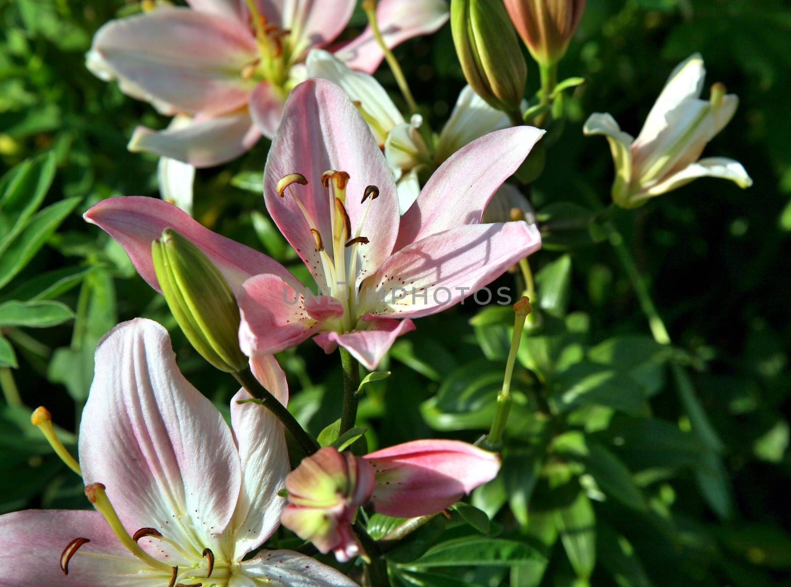 Macro from above of pink flower head among green grass