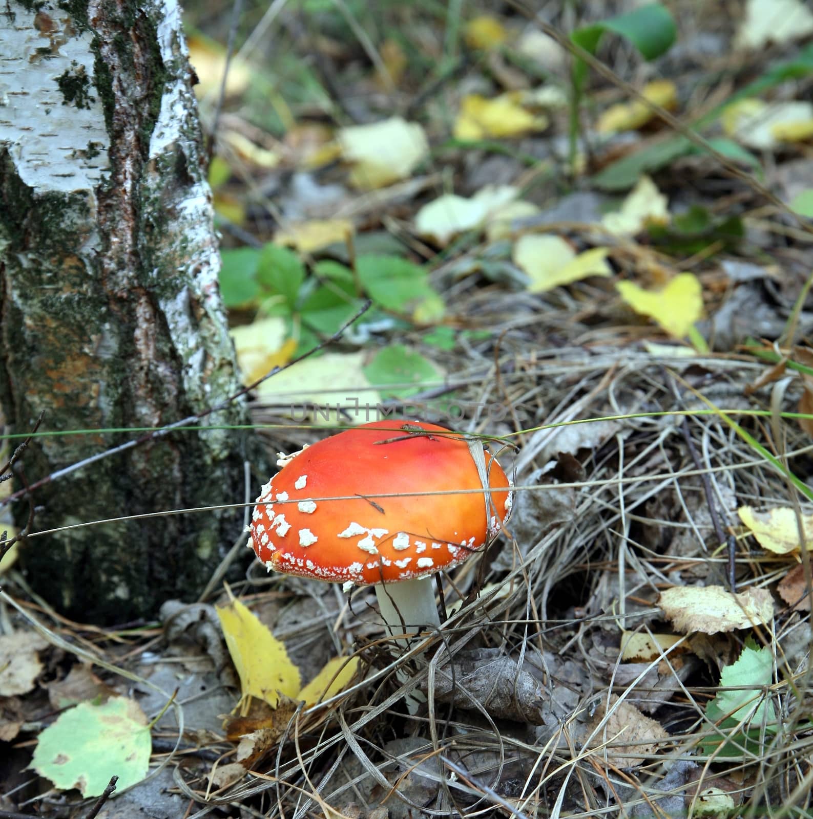 The spotted red fly agaric in autumn forest. Mushroom on a glade in autumn mushroom forest. Mushroom with red cap or head