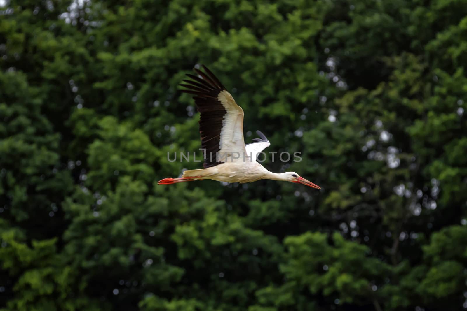 European white stork, ciconia, flying in front of trees