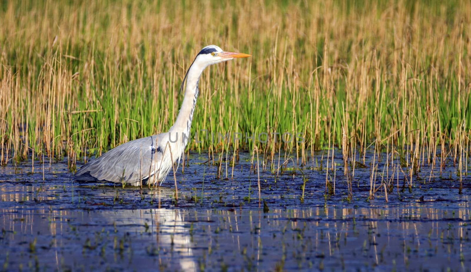 Grey heron, ardea cinerea, walking in a pond looking for food