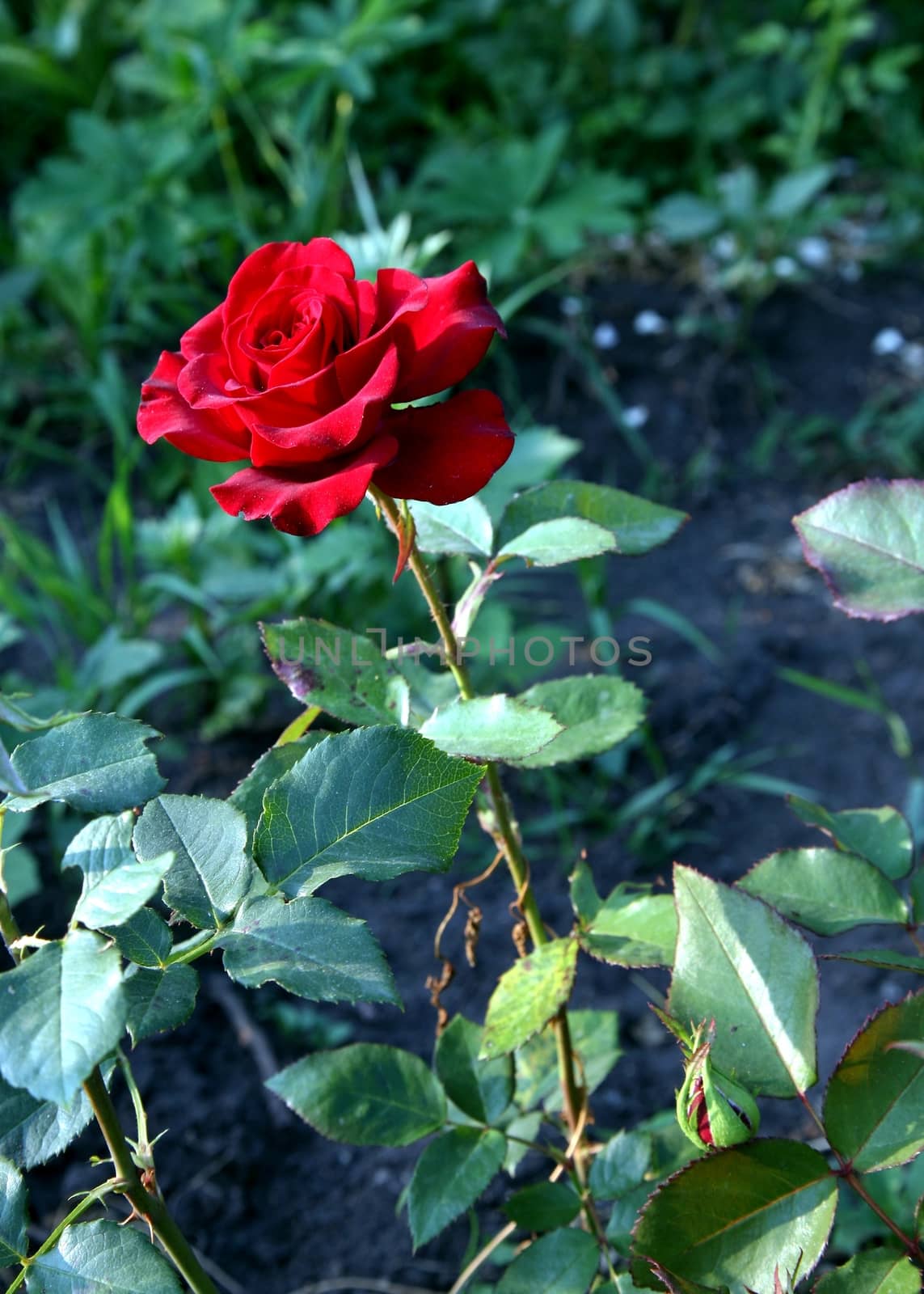 Rose bud in the garden over natural green background