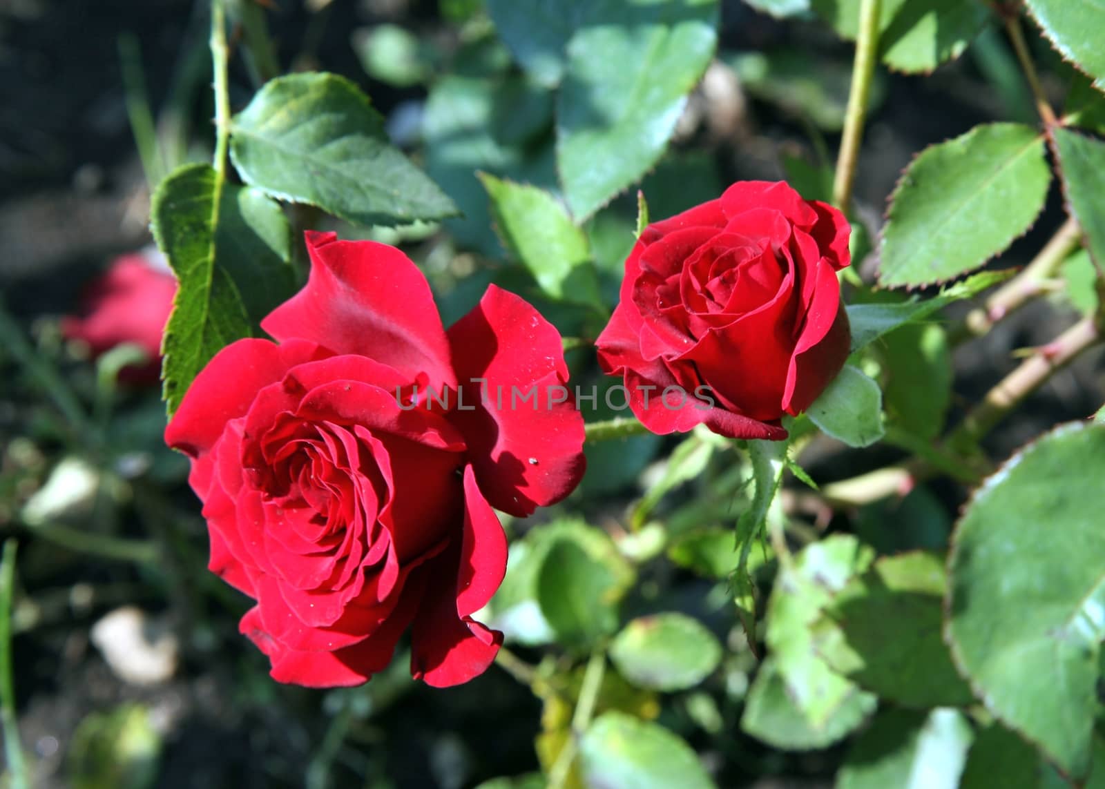 Rose buds in the garden over natural green background