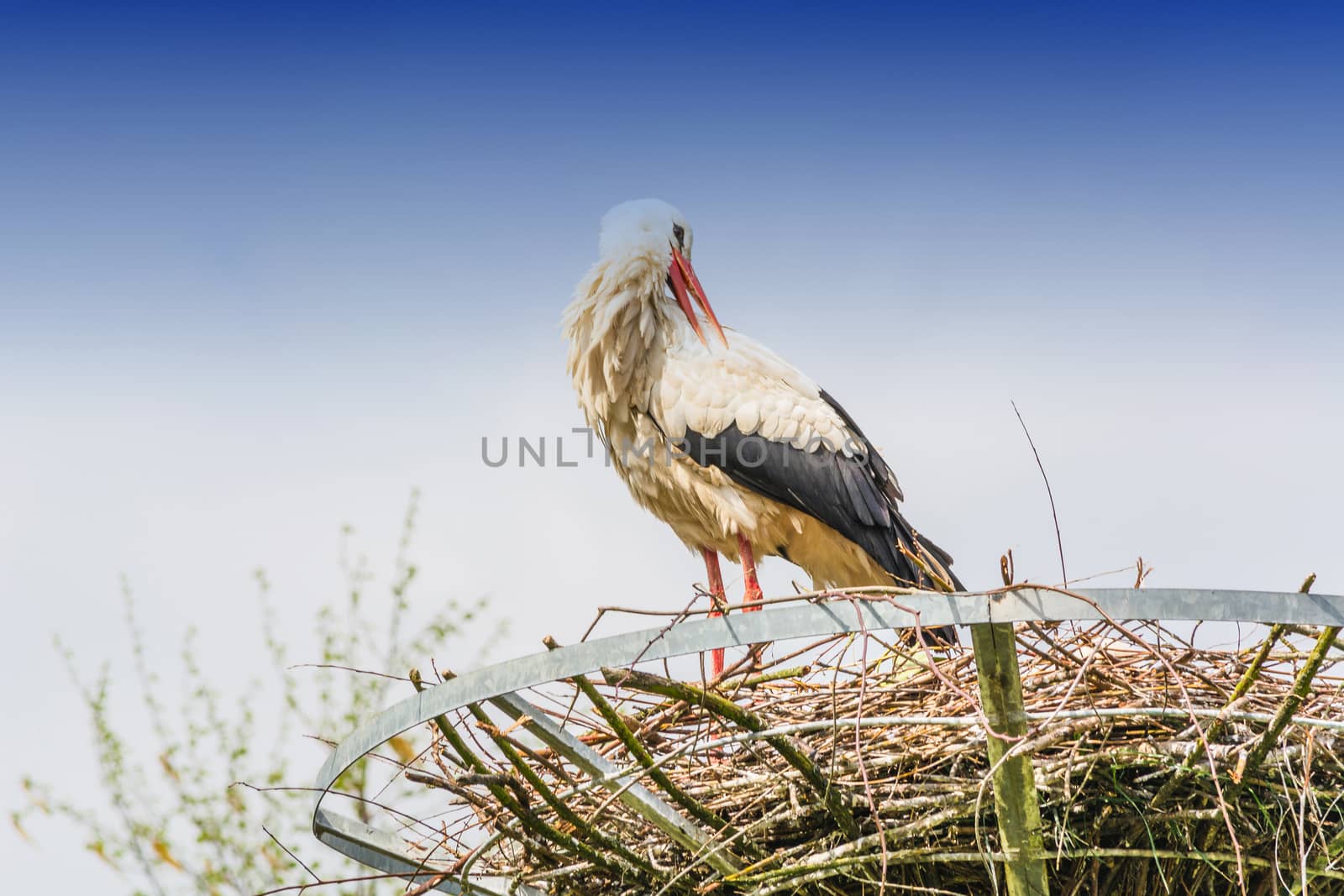 Two storks on the nest at the  nest building