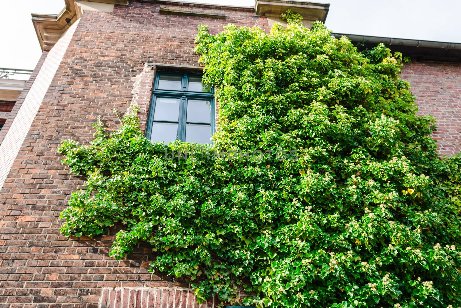 Ivy growing on a building wall is used for facade greening and heat retention.