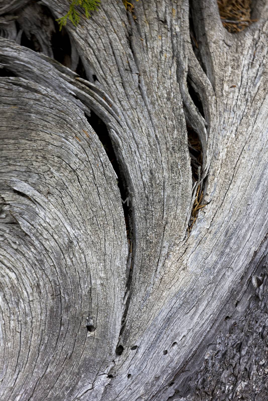 Beautiful fan of wood in Yellowstone by fmcginn
