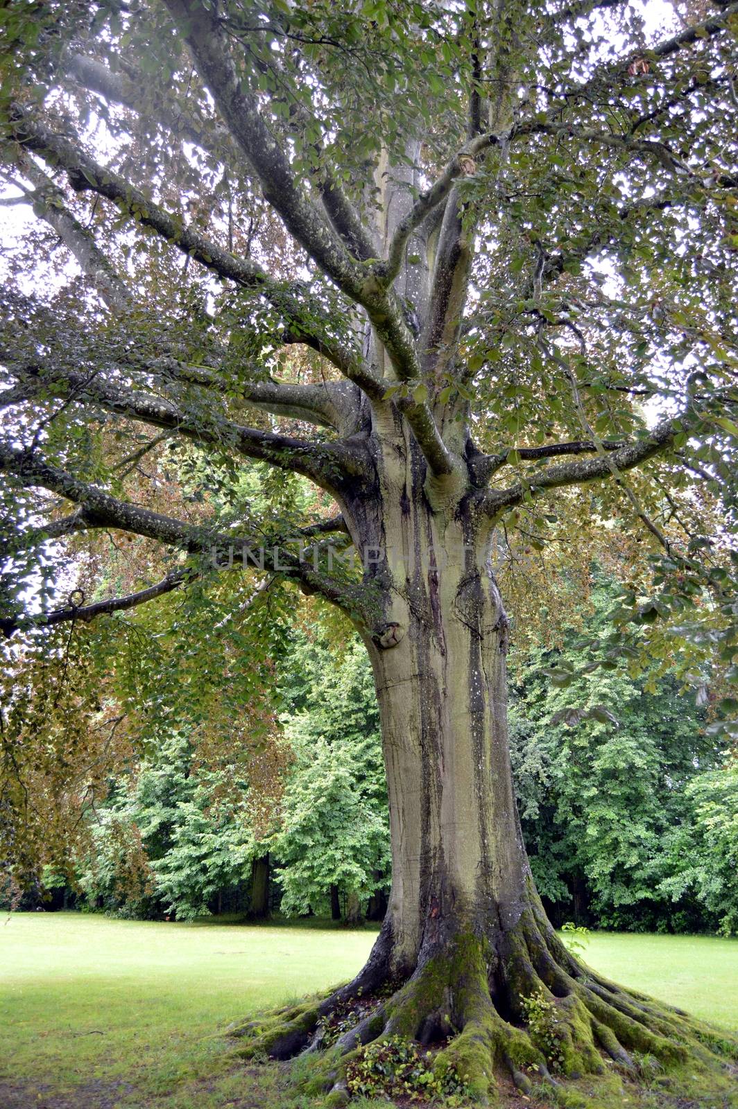 Old oak with enormous roots in a green park.