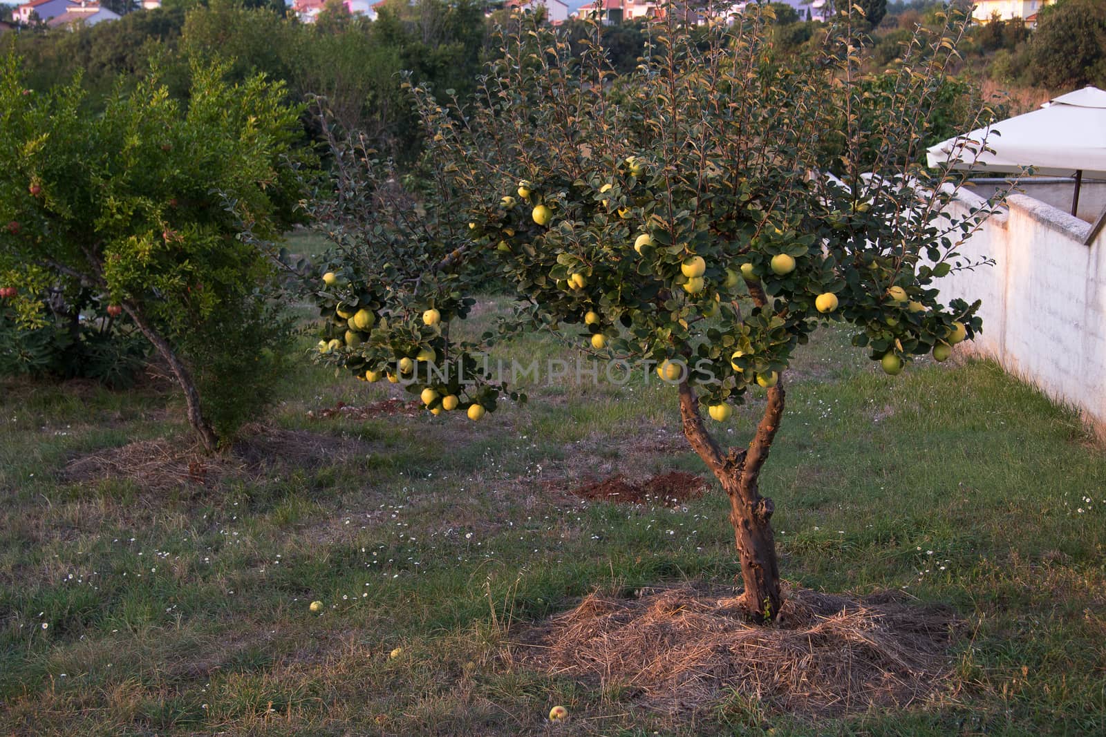 A lot of fresh ripe green apples on the tree in summer sunset garden
