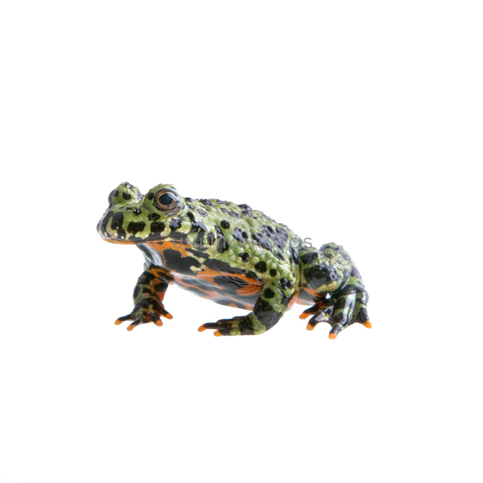 Frog (Bombina orientalis) on a white background by neryx