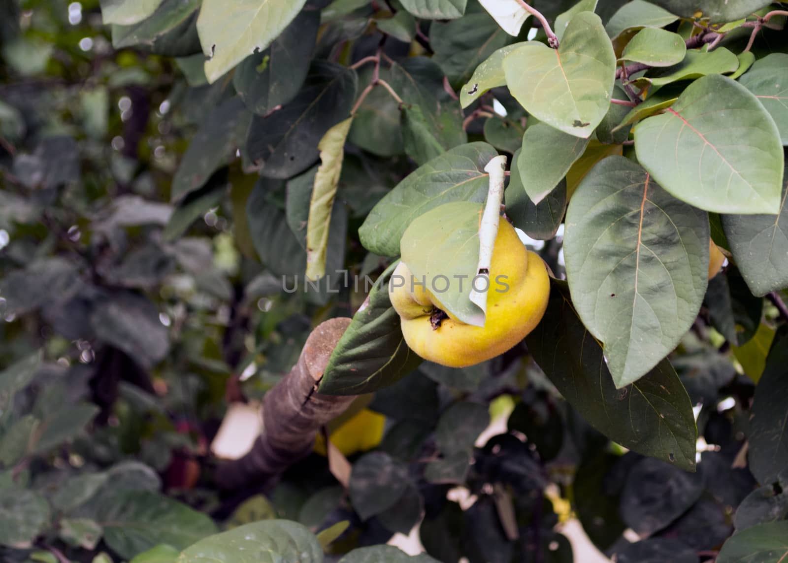 Big ripe quince fruit hanging on a tree branch, dark-green leaves frame on all sides.