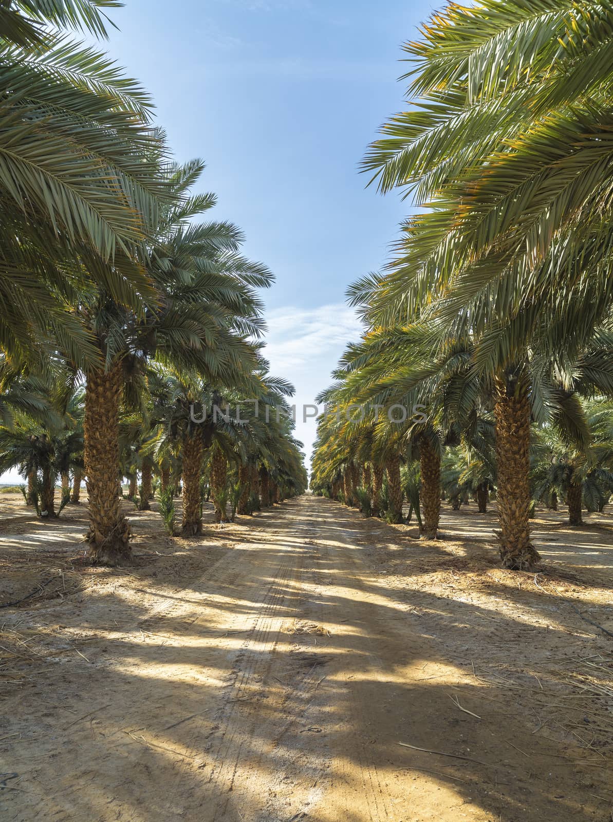 the growing palm trees and dirt road