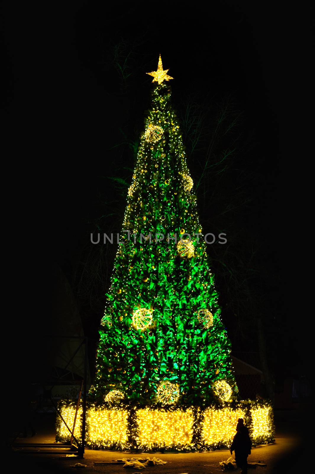 Green Christmas tree at night winter Park