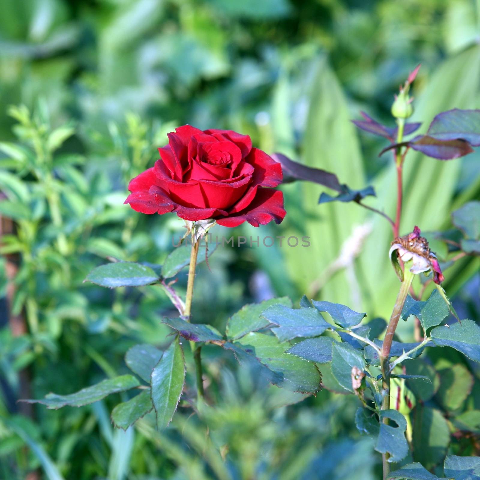 Rose bud in the garden over natural green background