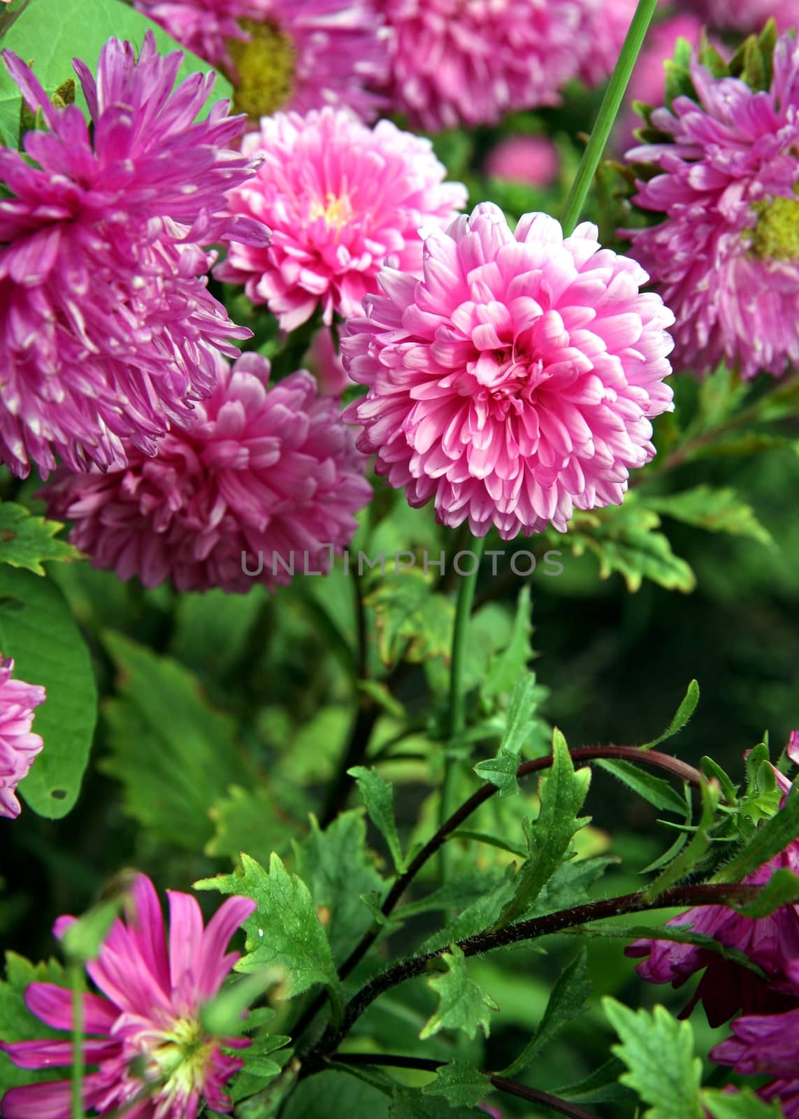 Autumn flowers. Pink Astra. by valerypetr