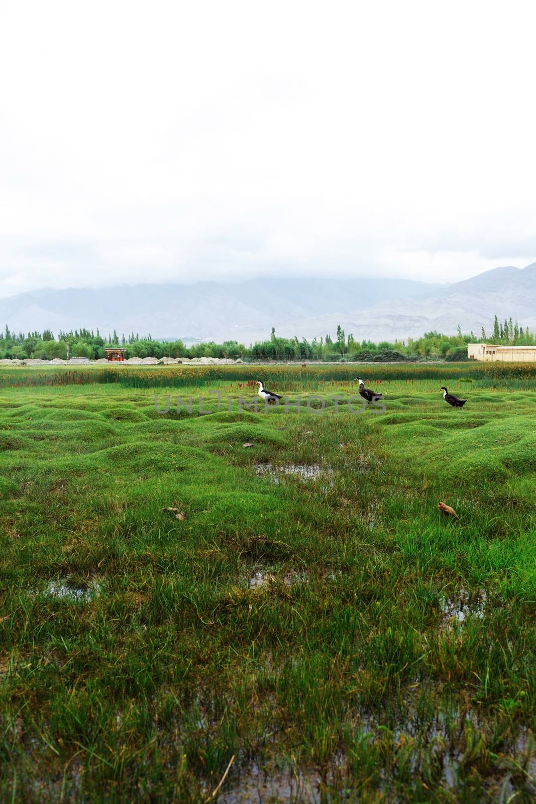 Animals with natural landscape near Shey Palace located at Leh Ladakh, Jammu and Kashmir, India