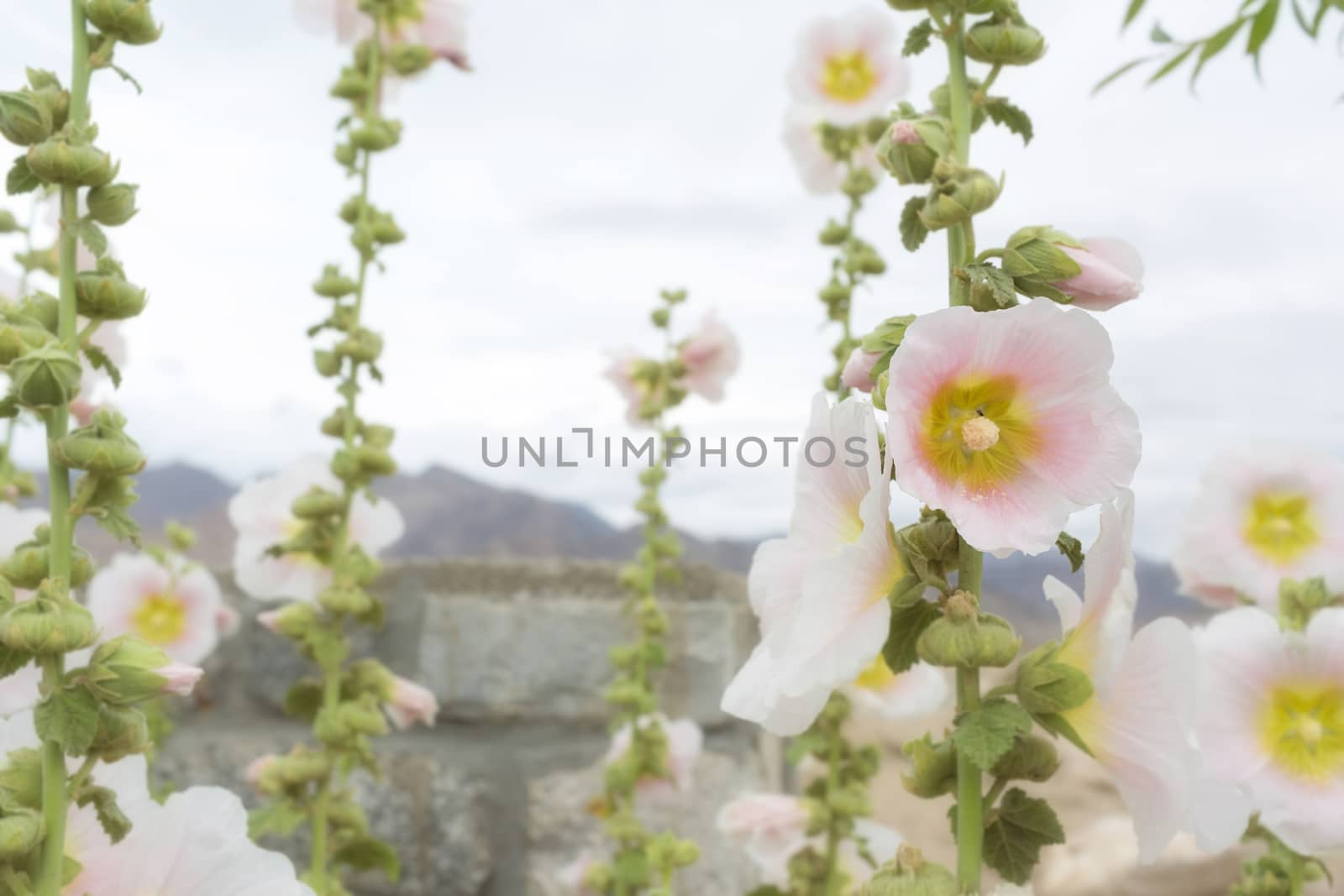 Flowers in leh Ladakh, Jammu and Kashmir, India