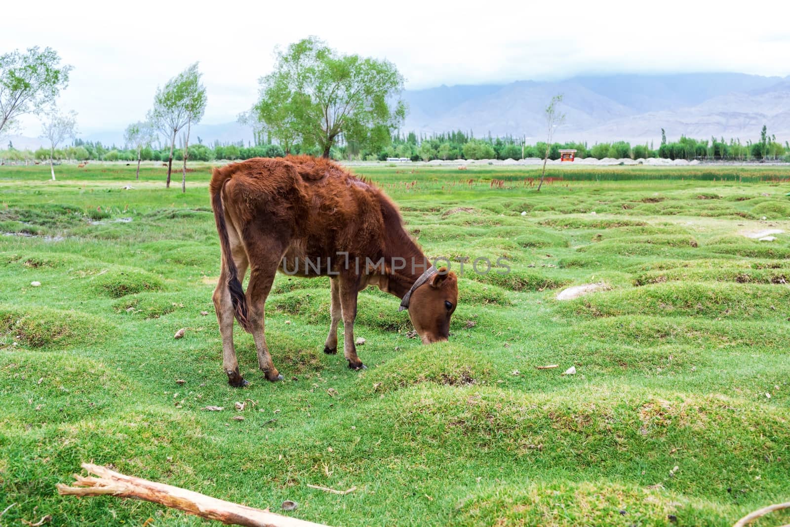 Cow grazing on pasture with natural landscape near Shey Palace located at Leh Ladakh, Jammu and Kashmir, India