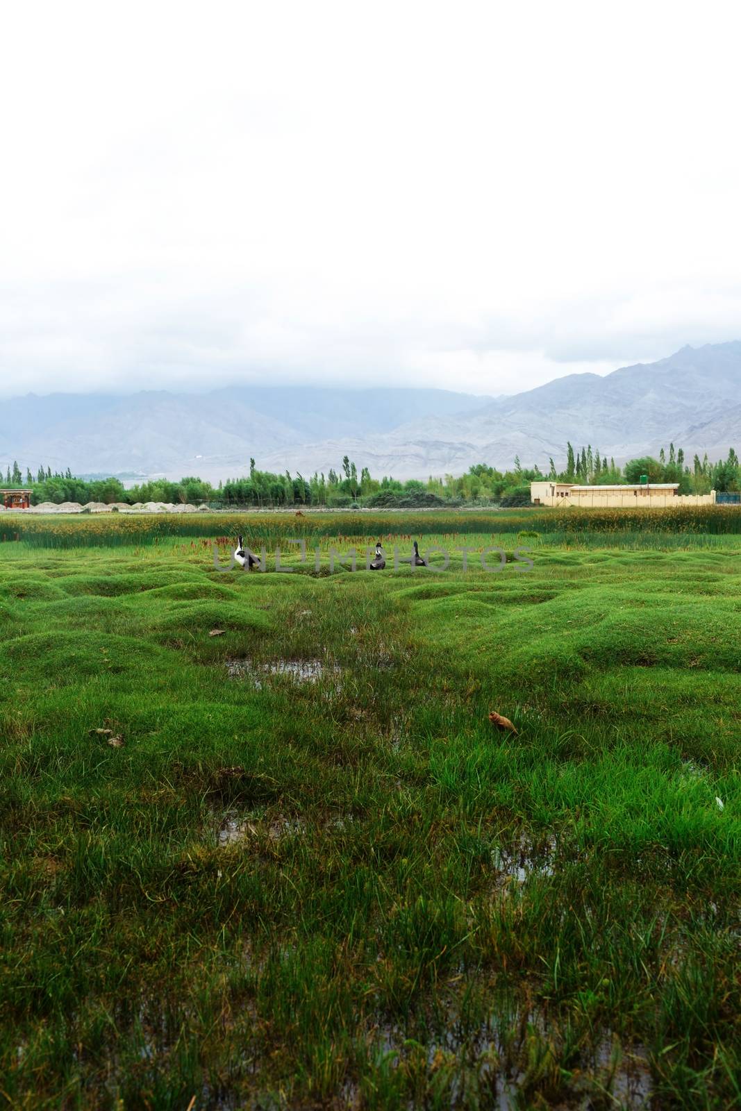 Animals with natural landscape near Shey Palace located at Leh Ladakh, Jammu and Kashmir, India