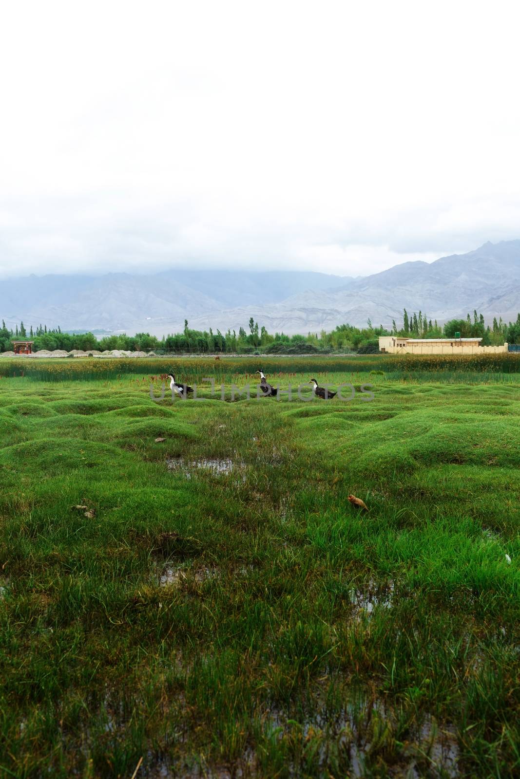 Animals with natural landscape near Shey Palace located at Leh Ladakh, Jammu and Kashmir, India