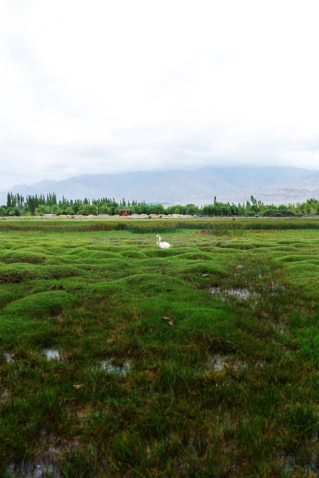 Animals with natural landscape near Shey Palace located at Leh Ladakh, Jammu and Kashmir, India