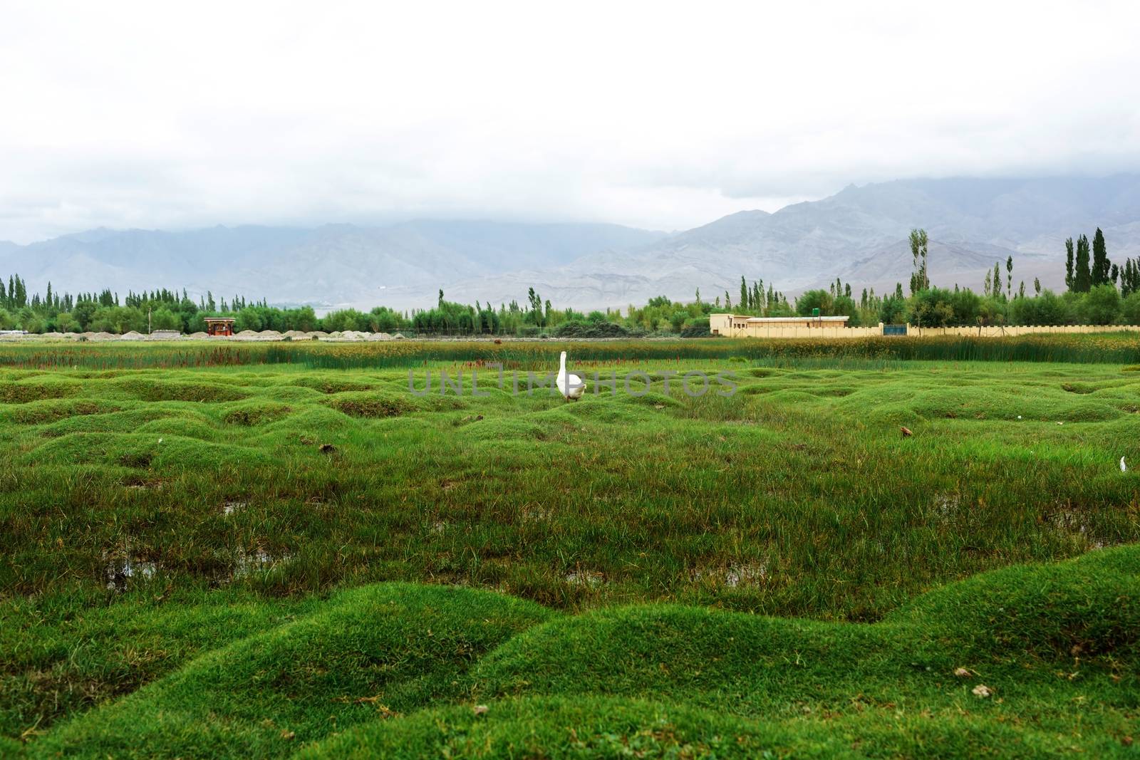 Animals with natural landscape near Shey Palace located at Leh Ladakh, Jammu and Kashmir, India
