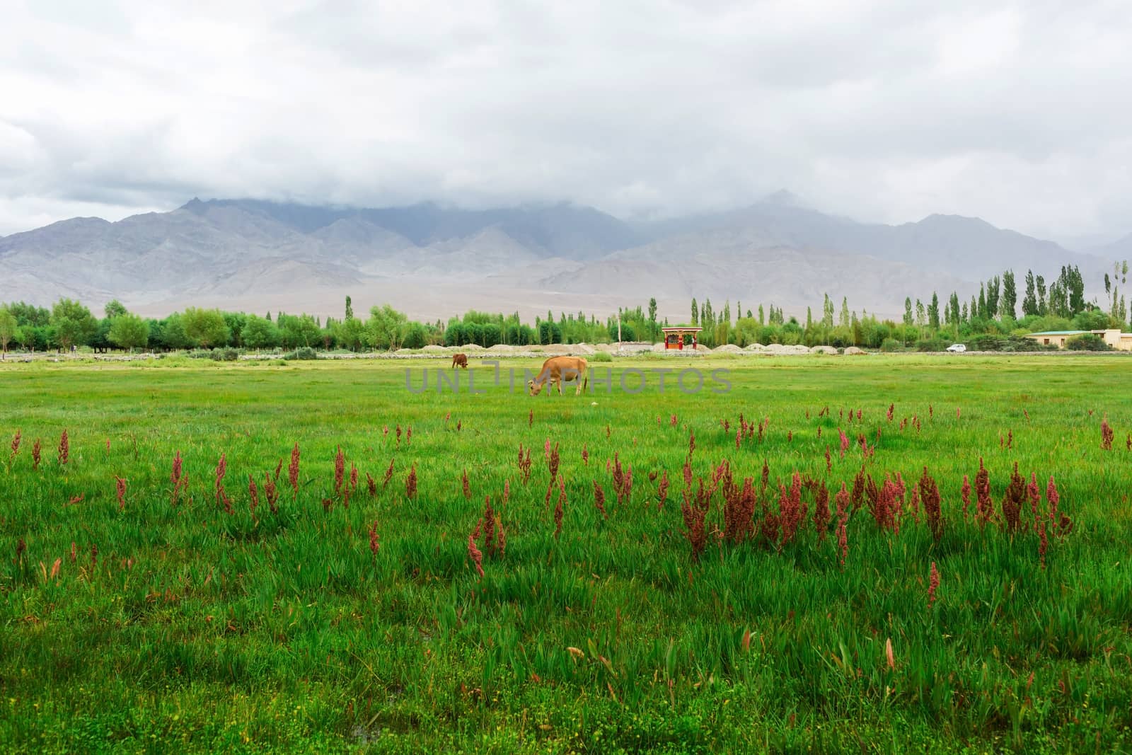 Cows grazing on pasture with natural landscape near Shey Palace located at Leh Ladakh, Jammu and Kashmir, India