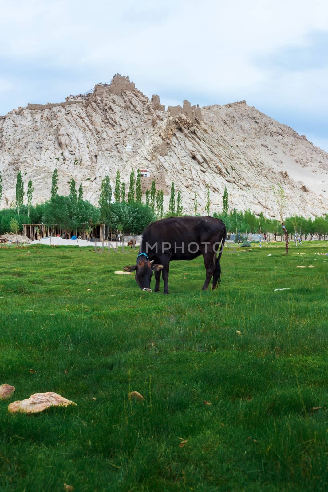 Cow grazing on pasture with natural landscape near Shey Palace located at Leh Ladakh, Jammu and Kashmir, India