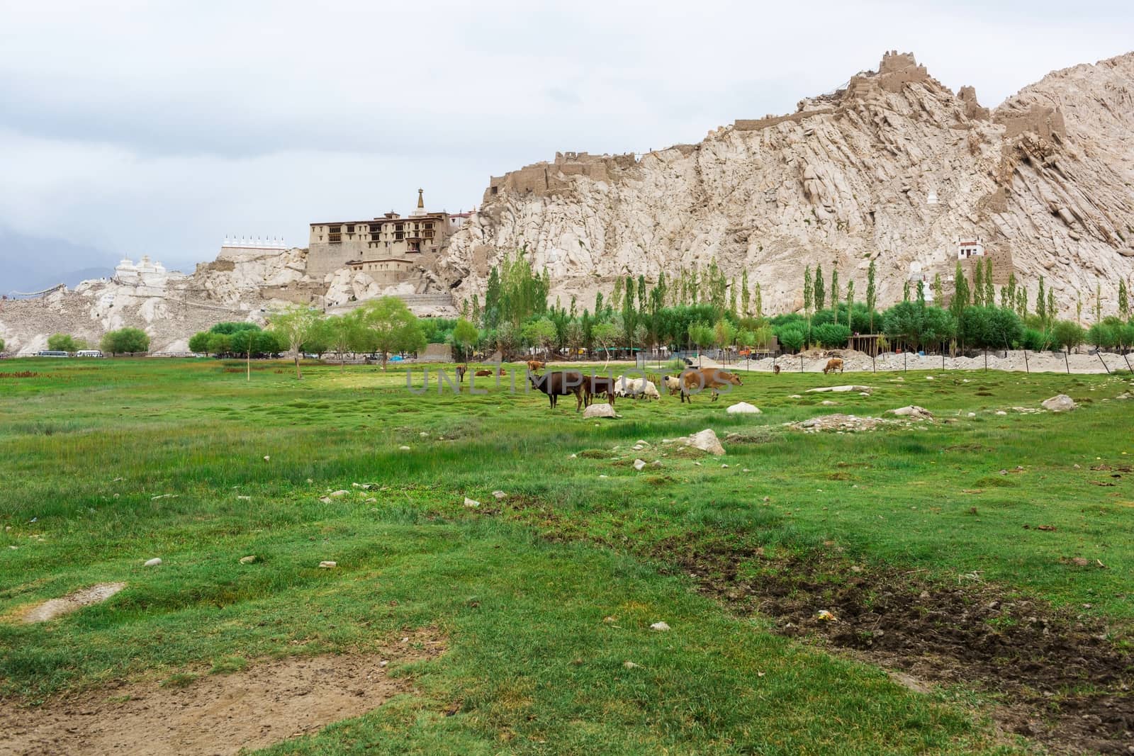 Cows grazing on pasture with natural landscape near Shey Palace located at Leh Ladakh, Jammu and Kashmir, India