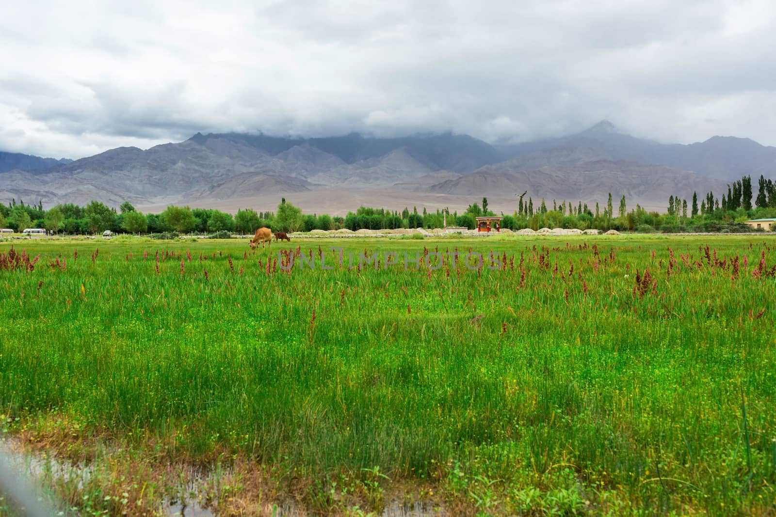 Cows grazing on pasture with natural landscape near Shey Palace located at Leh Ladakh, Jammu and Kashmir, India