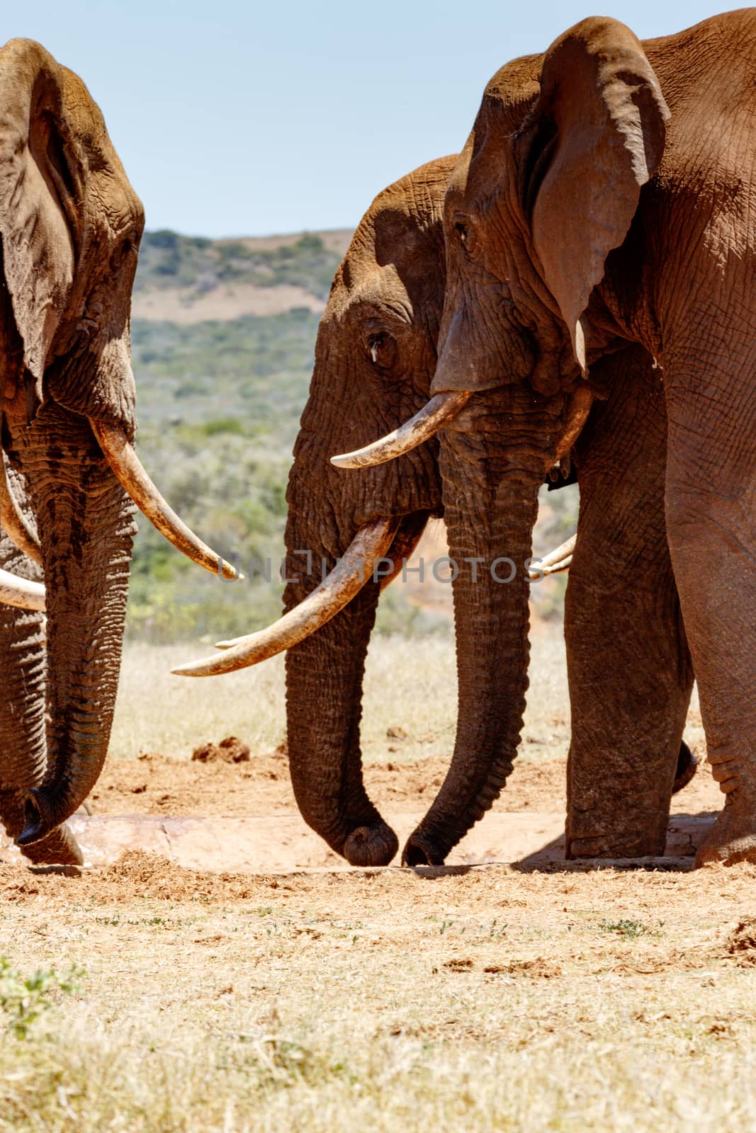 Close up of African Elephants standing and drinking water at the dam.