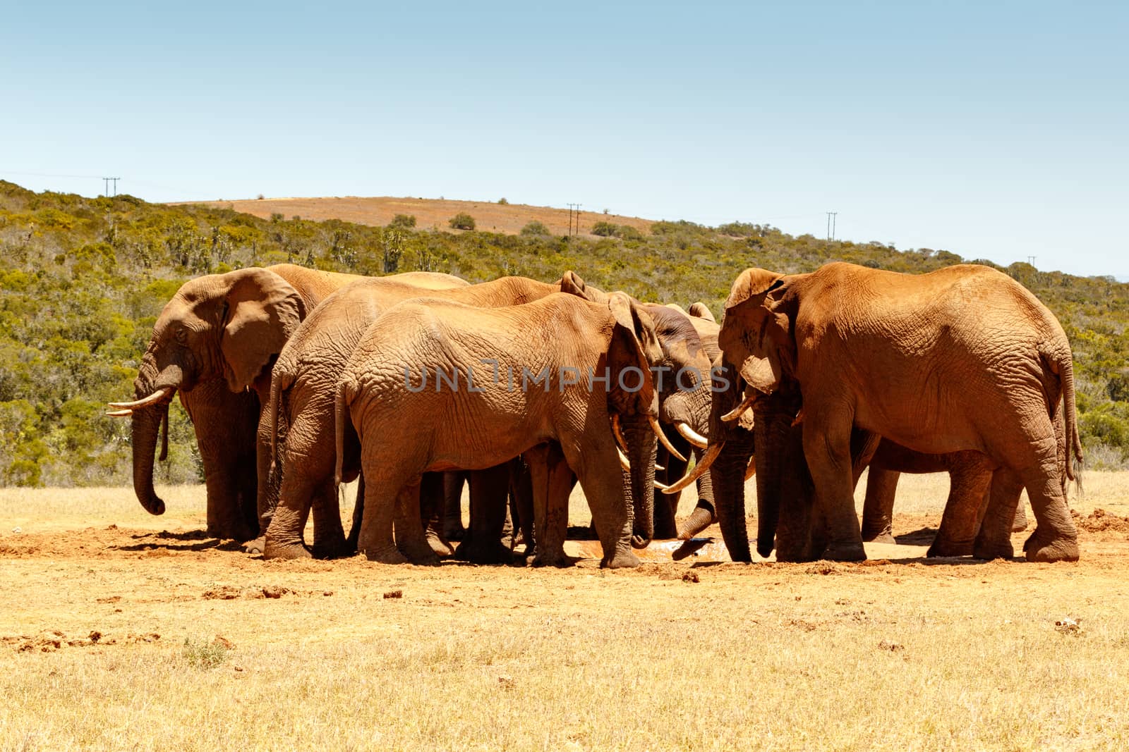 African Elephant family reunion at the watering hole.