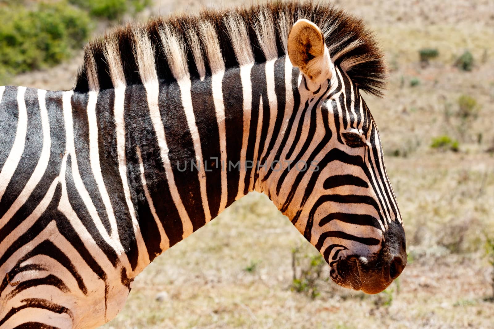 Zebra standing in the field and looking down.