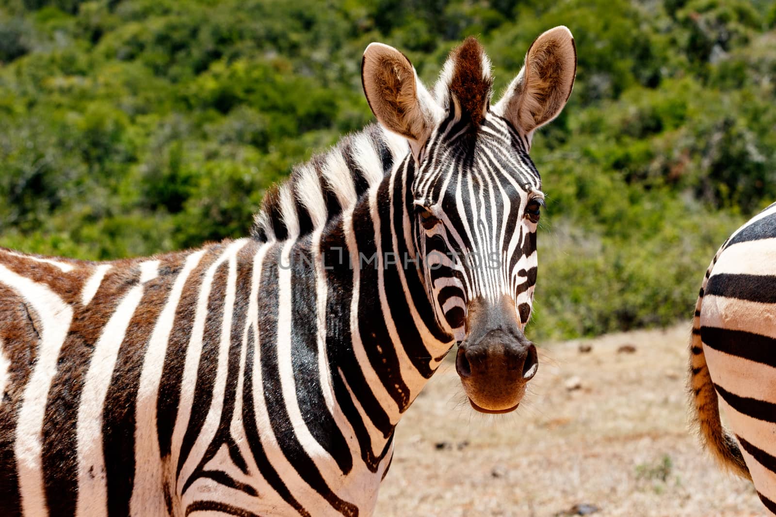 Zebra looking at what you are doing.