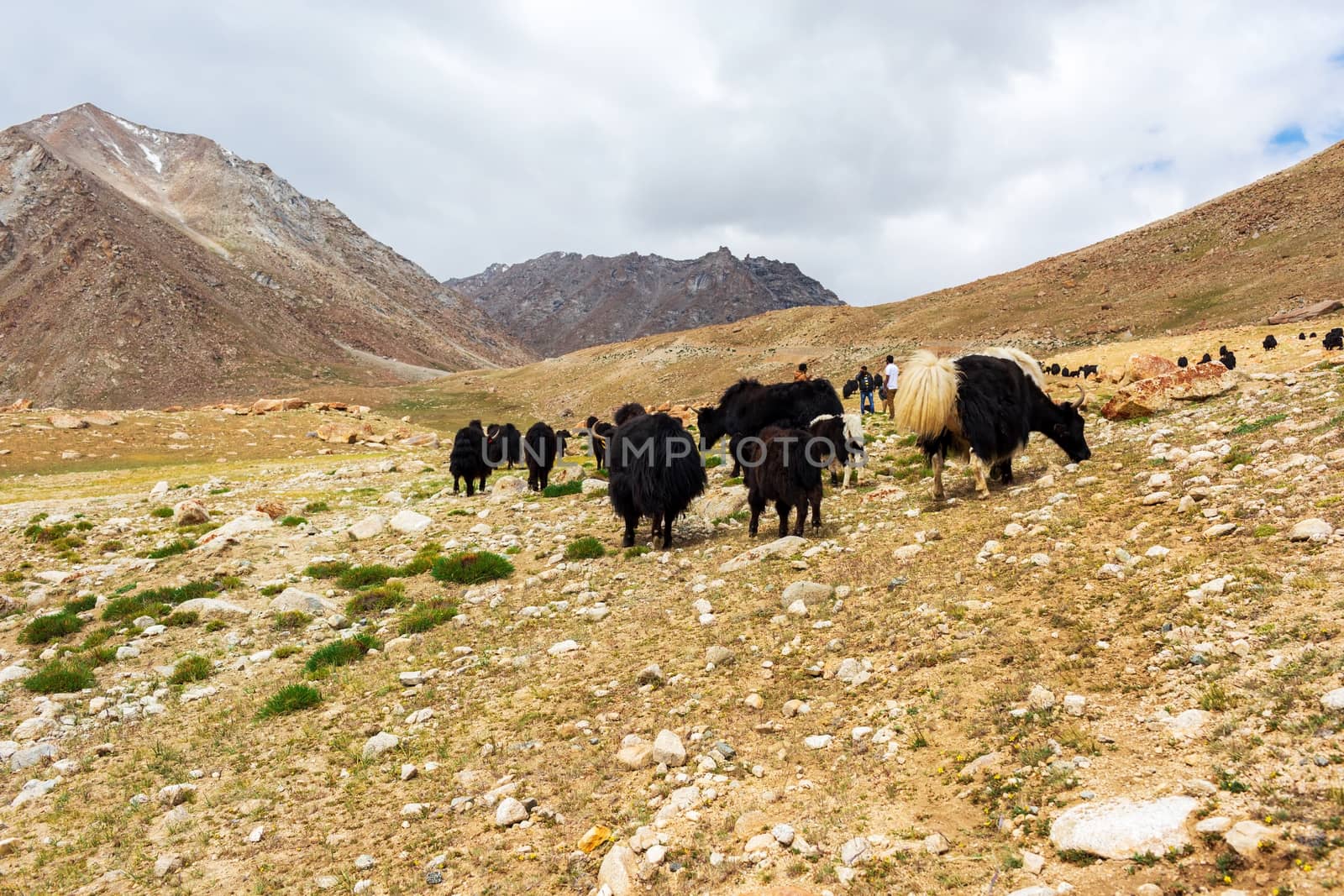 Yaks with natural landscape in Leh Ladakh, Jammu and Kashmir, India
